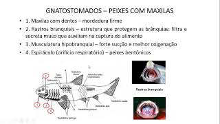 AULA 7 b e 8 a  Vertebrados Gnathostomata e Origem das maxilas e nadadeiras pares [upl. by Wilton434]