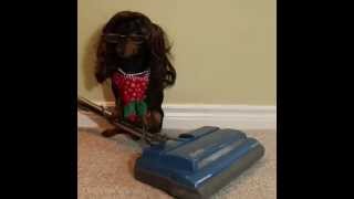 Mrs Doubtfire Dog Vine  by Crusoe Dachshund [upl. by Eladal]