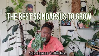 Scindapsus Collection [upl. by Aneles]