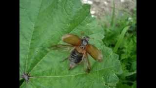 Melolontha melolontha  Feldmaikäfer  Cockchafer [upl. by Ahtenak742]