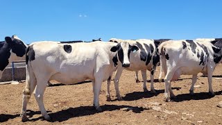 26  VACAS AMOJADAS A VENDA FAZENDA SANTA MARIA ITAIBA PERNAMBUCO 27112024 87981192343 [upl. by Eberto]