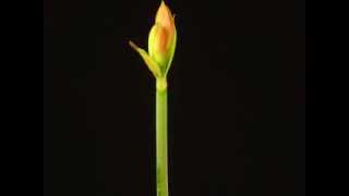 Time Lapse Blooming of an Amaryllis [upl. by Eberhart523]