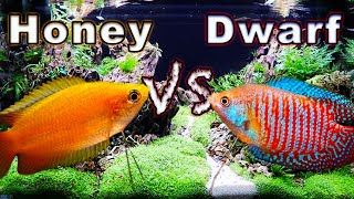 Honey Gourami vs Dwarf Gourami Which One is Right For You [upl. by Auod]