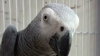 gray parrot congo parrot African parrot [upl. by Ecal731]