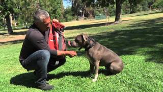 Dog Cooling Tip [upl. by Chrisy]