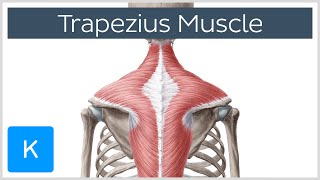 Trapezius Muscle  Origin Insertion Actions  Human Anatomy  Kenhub [upl. by Kinimod]