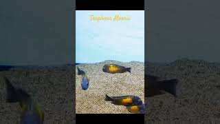 MMA Shorts  Tropheus Moorii  Lake Tanganyika Cichlid  African Cichlid africancichlid fish [upl. by Hurlow]