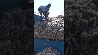 Dried Fish Transport 🎏🐟🛻Stockfish Dry Seafish Delivery shorts fish driedfish sutki fishingvideo [upl. by Anerbas205]