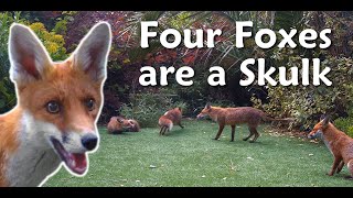 Four foxes are a Skulk [upl. by Enilrem]