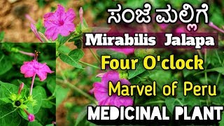 ಸಂಜೆ ಮಲ್ಲಿಗೆ Mirabilis Jalapa Four OClock Marvel of Peru [upl. by Toomay]