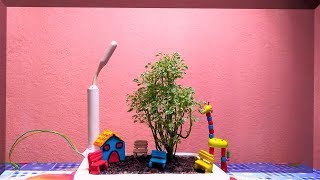 Variegated Aralia As Bonsai  Bonsai For Beginners  Aralia Plant with DIY Items [upl. by Ares]