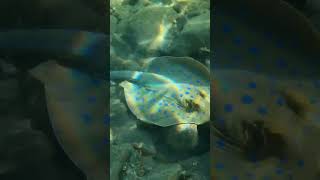 Blue Spotted Stingray digging for food … [upl. by Ilahsiav773]