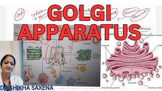 Golgi Apparatus Structure function SNARE protein importance [upl. by Itnahs]