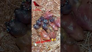 Gouldian Finch Chicks in Nest  5 days old  Bird Sounds bird birds finch [upl. by Arob]