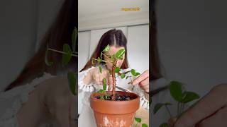 How to propagate a Pilea plant Did you know you can root a Pilea Peperomioides plant hydroplant [upl. by Notlek941]