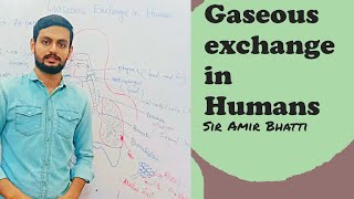 Gaseous exchange in animalsbiologybreathingGasAmirBhattiv9s [upl. by Aina189]