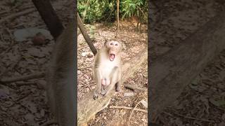 Monkeys Joking animals funny monkeys2024 shorts zoo animals2024 funnyanimals monkeys [upl. by Ztirf90]