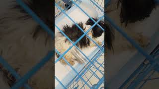 canine Distemper virus in dog  distemper  Shihtzu [upl. by Doe422]