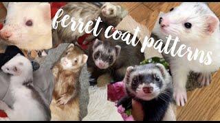 Ferret Coat Colors amp Patterns♡ [upl. by Pearson91]