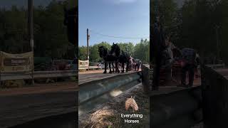 Percherons trying out horse pulling for the first time horse percheron [upl. by Uthrop]