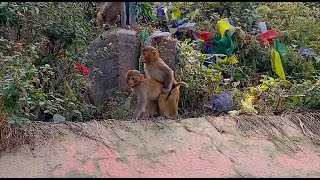 Monkey Mating at Monkey Temple in Kathmandu Nepal [upl. by Sirahc]