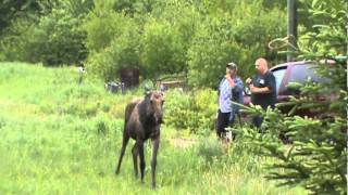 Moose playing with a Dog in the rainStPhillippe NB [upl. by Medeah]