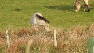 Feral Ponies  Lundy Islands  December 2022 [upl. by Fee]