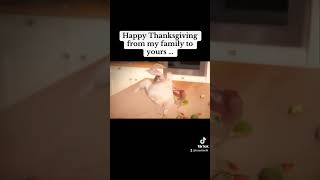 Happy thanksgiving thanksgiving happythanksgiving shorts [upl. by Annovy]