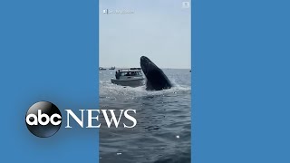 Whale lands on fishing boat off Massachusetts coast [upl. by Aihcila]