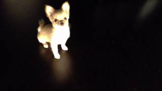 Are CHIHUAHUAS the FUNNIEST DOGS Funniest Dog Videos 2023 [upl. by Ialocin]