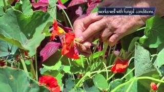 Healing Herbs  Nasturtium  a natural potent antibiotic [upl. by Agbogla]