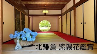 北鎌倉へ紫陽花鑑賞（明月院その他） [upl. by Cara]