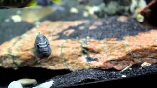 Female African Cichlids Changing to Male Coloration [upl. by Annert503]