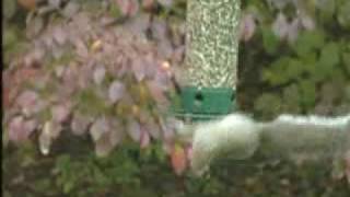 Yankee Flipper Squirrel Proof Birdfeeder [upl. by Goddart]