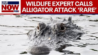 Alligator kills Florida woman Attack on human is rare expert says  LiveNOW from FOX [upl. by Newell]