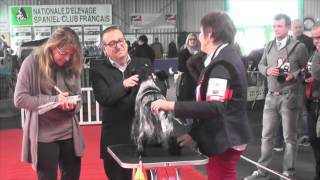 Exposition canine de Montluçon 2016 [upl. by Attej]