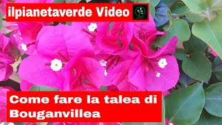 Come riprodurre con la talea la Bouganvillea [upl. by Ativoj]