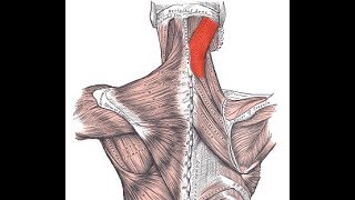 Exercise for the splenius capitis muscle [upl. by Eeliab821]