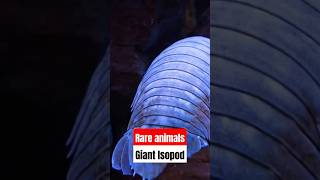 Rare Animals  Giant Isopod shorts explore documentary creature facts nature animals fish [upl. by Airdnat]