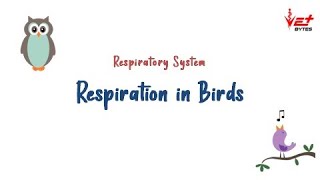 Respiration in Birds  Vet Bytes  Avian Anatomy amp Physiology [upl. by Liartnod131]