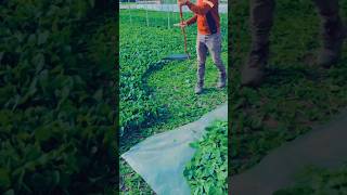 shorts agriculture modernfarmer youtbeshorts noamanreaction cropmanagement [upl. by Holbrooke758]