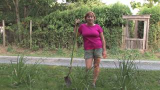 Plant Care Tips  How to Grow RedHot Poker Kniphofia Uvaria [upl. by Arraet215]