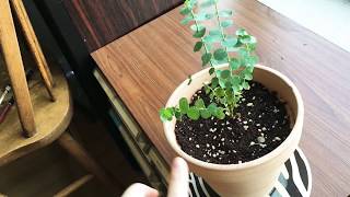 How to Take Care of Baby Eucalyptus Trees [upl. by Haywood110]