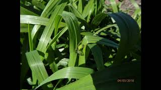 Elymus repenssyn Agropyron repens or Elytrigia r commonly known as couch grass [upl. by Varian]