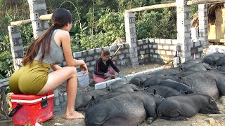 Build A Large Scale Pig Farm  Economy Alone From Herd Of Wild Pigs [upl. by Say]