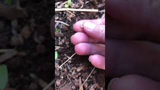 CILANTRO gardening fallgarden zone8b herbs [upl. by Asehr]