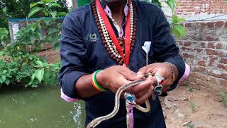 Man rescue snake non venomous Bronze back tree snake snake rescue team Panchet dam N G O [upl. by Aniaz]