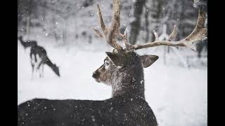 Reindeer Sounds  Reindeer Voice  Jungle Animal Sounds [upl. by Phila]