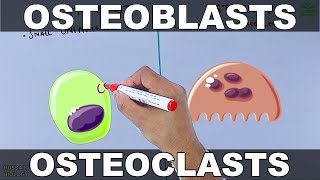 Osteoblasts vs Osteoclasts [upl. by Salchunas]