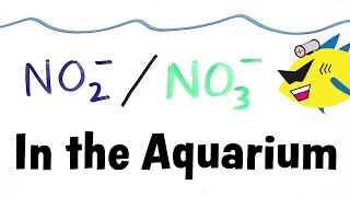 Nitrite and Nitrate in the Aquarium [upl. by Selway988]